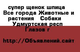 супер щенок шпица - Все города Животные и растения » Собаки   . Удмуртская респ.,Глазов г.